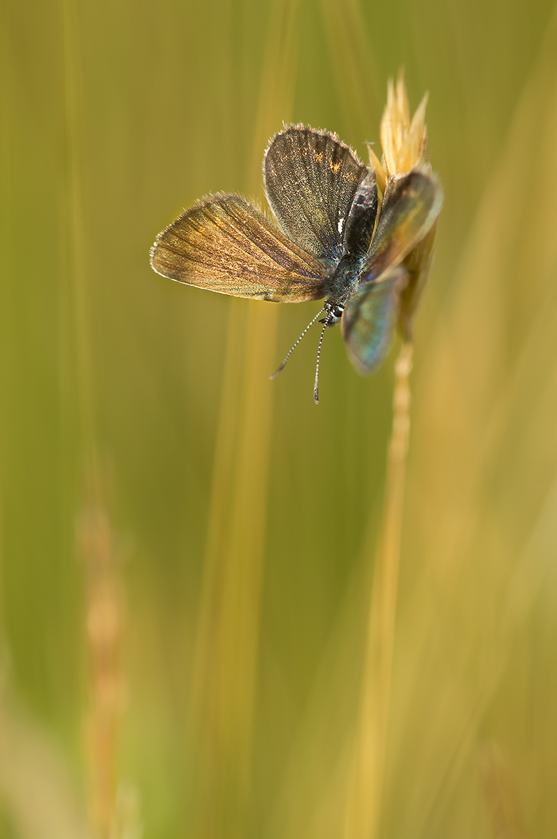 DSC02142.b.kl.jpg