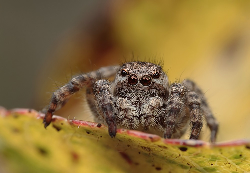 Aelurillus v-insignitus - Weibchen.jpg