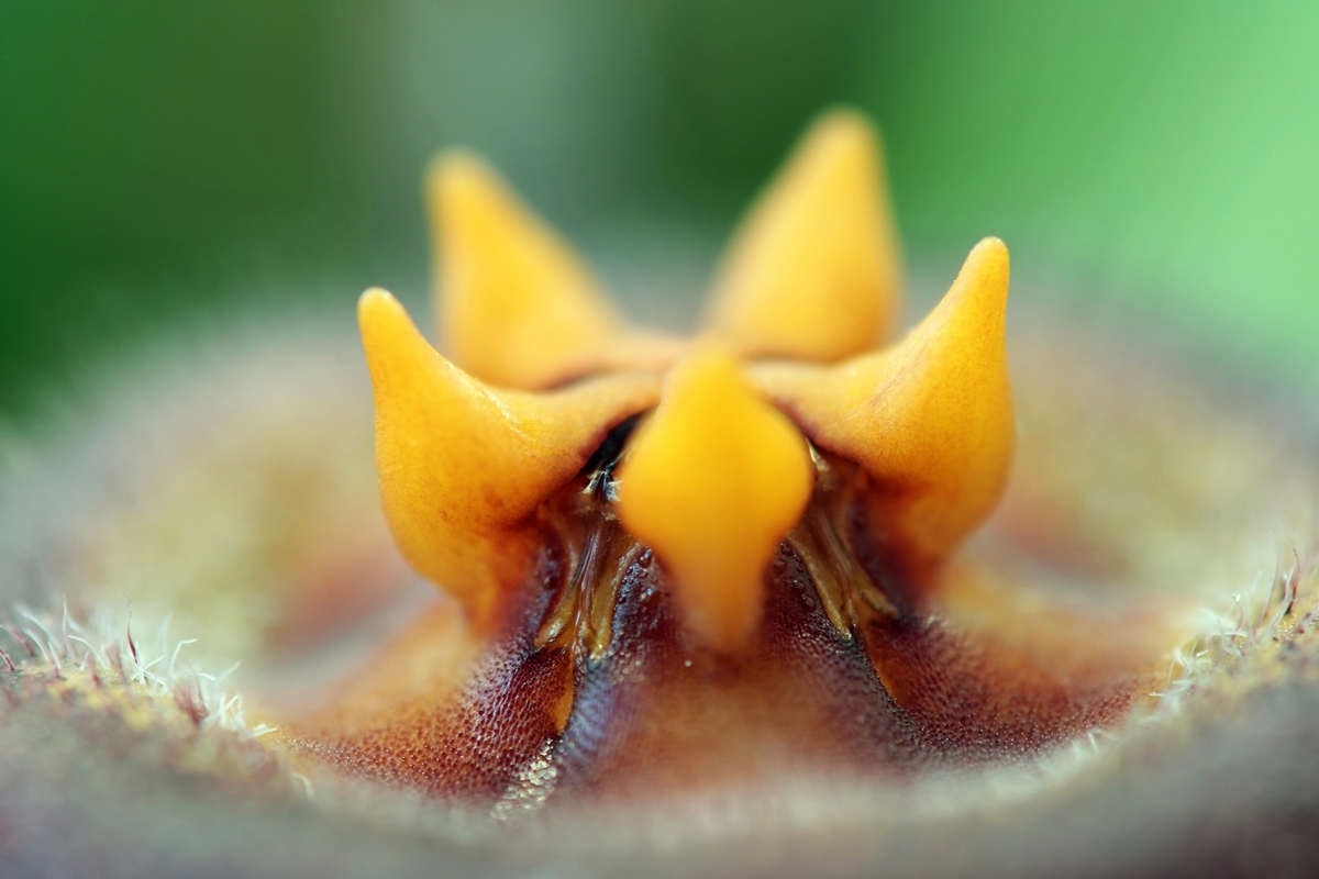 Duvalia caespitosa 0702-1; Apocynaceae (2).JPG
