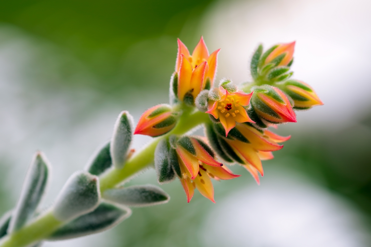 Echeveria pulvinata ´Frosty´ 2228-2; Crassulaceae (5).jpg