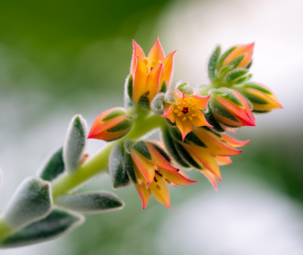 Echeveria pulvinata ´Frosty´ 2228-2; Crassulaceae (5).jpg
