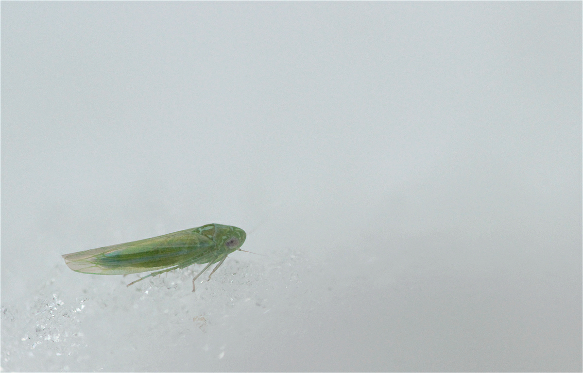 Empoasca vitis01makro.jpg