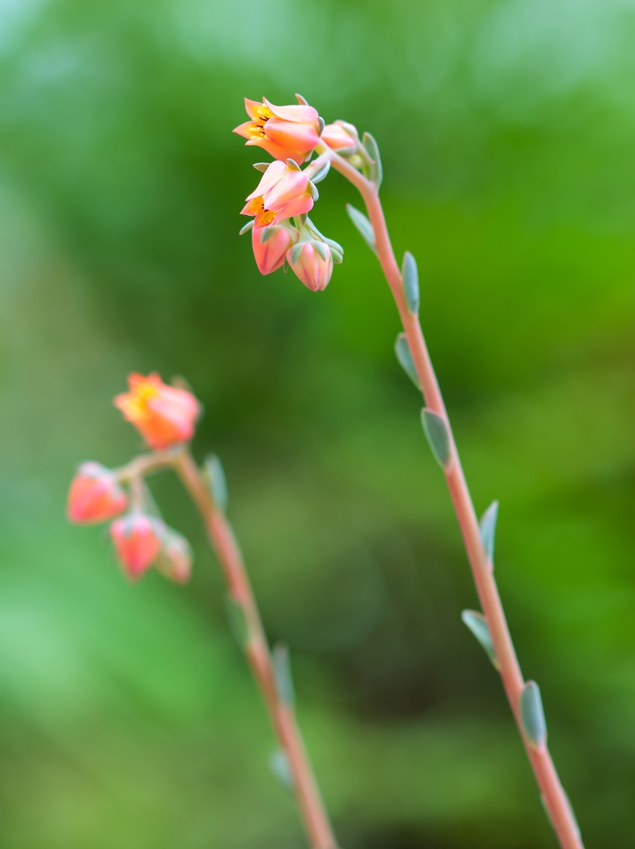 Echeveria triquiana 4840-1; Crassulaceae (2).jpg