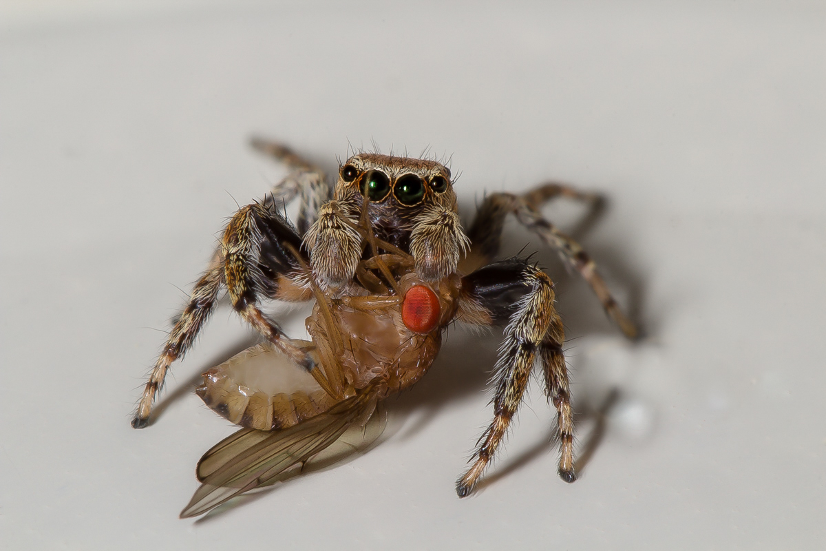 Evarcha falcataIMG_3328_1_1.jpg