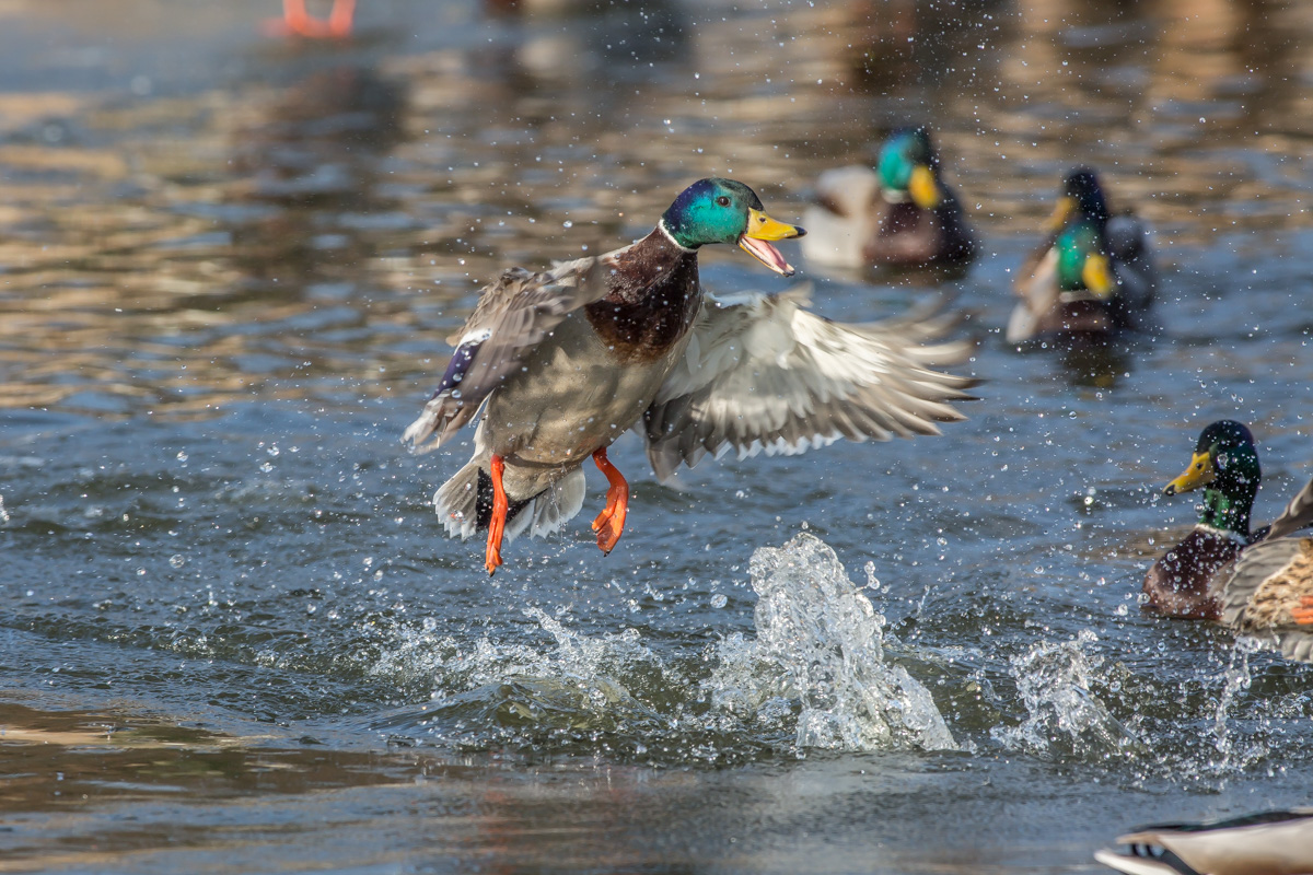 _DM37506-ISO 400-500 mm-170118-1.jpg