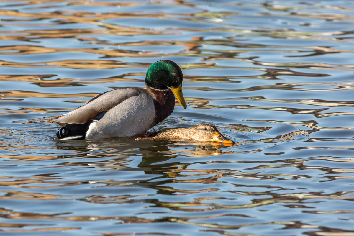 _DM38410-ISO 800-500 mm-170126-1.jpg