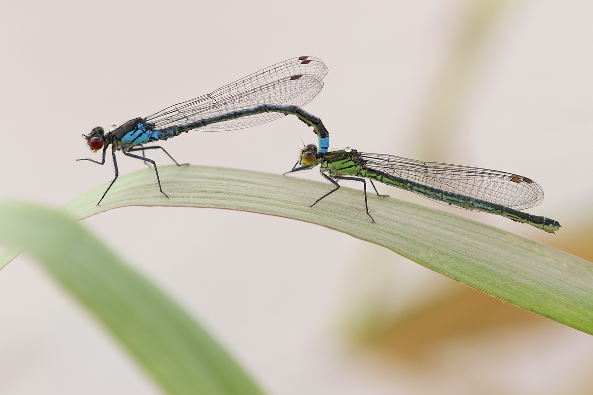 erythromma najas tandem_tauchgang06_IMG_6340.jpg