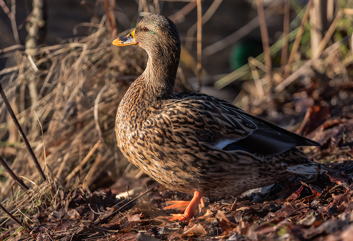 HHK_4362xxx7.jpg