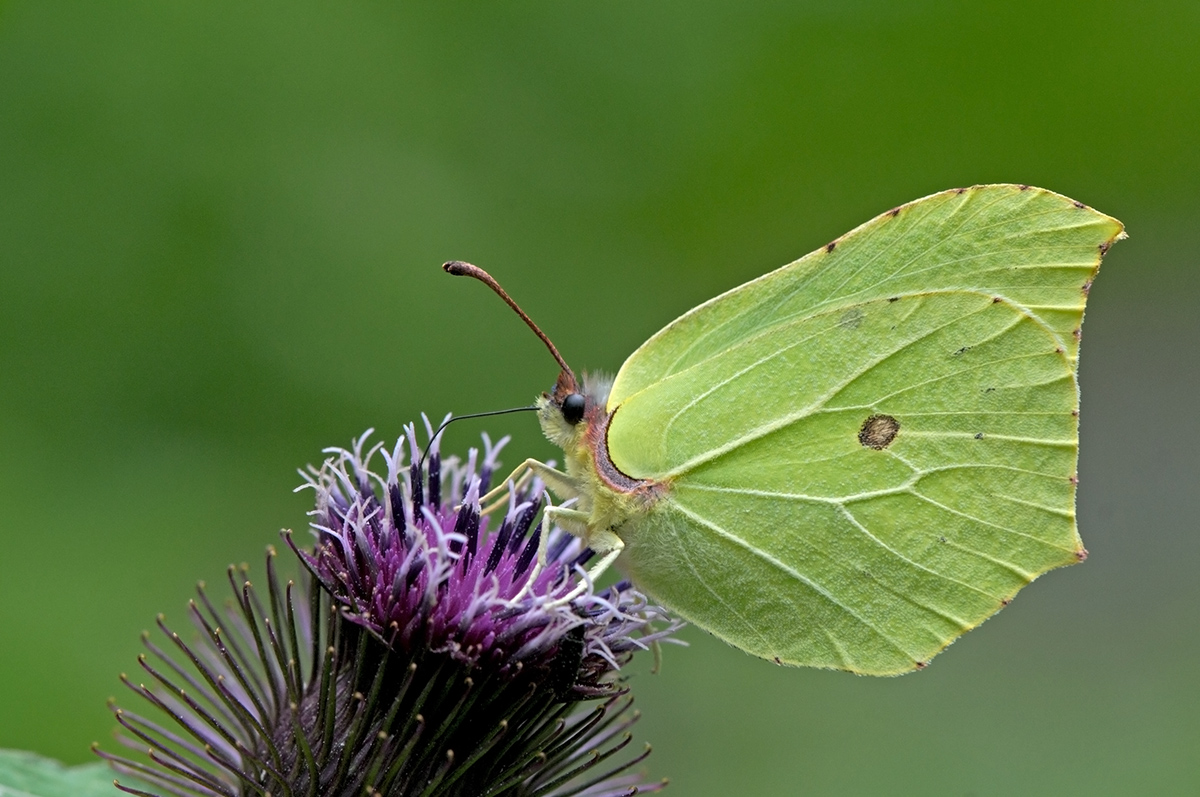 _DSC6567m.jpg