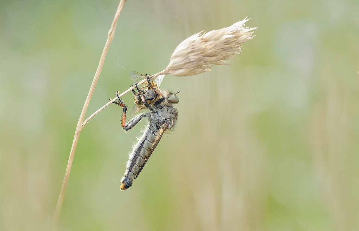 comp_440goldafterfliege.jpg