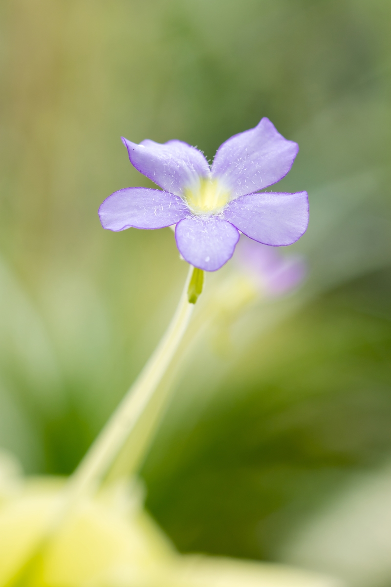 Pinguicula gigantea 2919-1; Lentibulariaceae (2).jpg