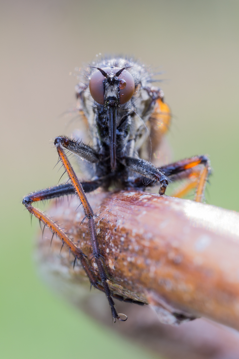 Fliege 8-1.jpg