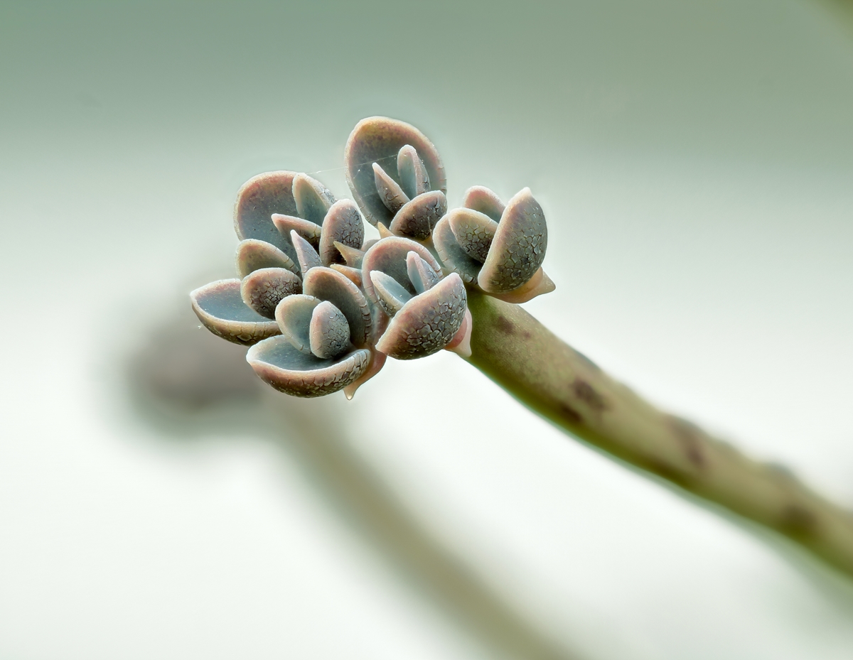 Kalanchoe delagoensis; Crassulaceae (1).jpg