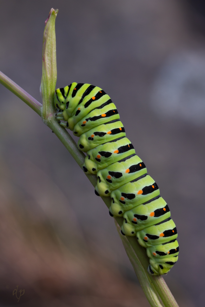20160619-Papilio machaon-IMG_2173-2.JPG