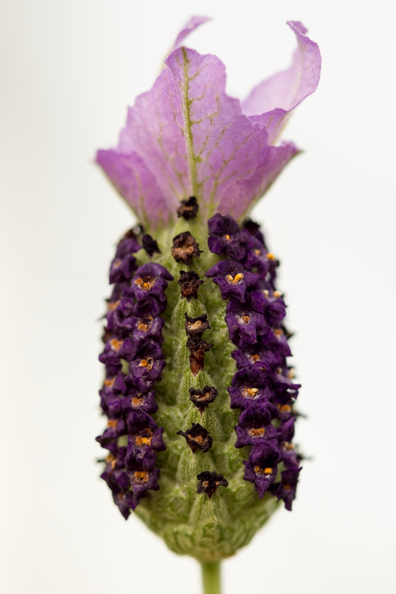 Lavandula stoechas 4390-1; Lamiaceae (2).jpg