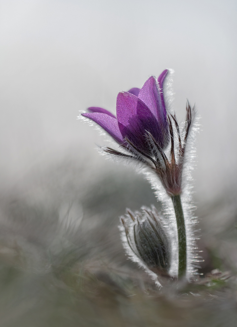 Kuhschelle Kopie.jpg
