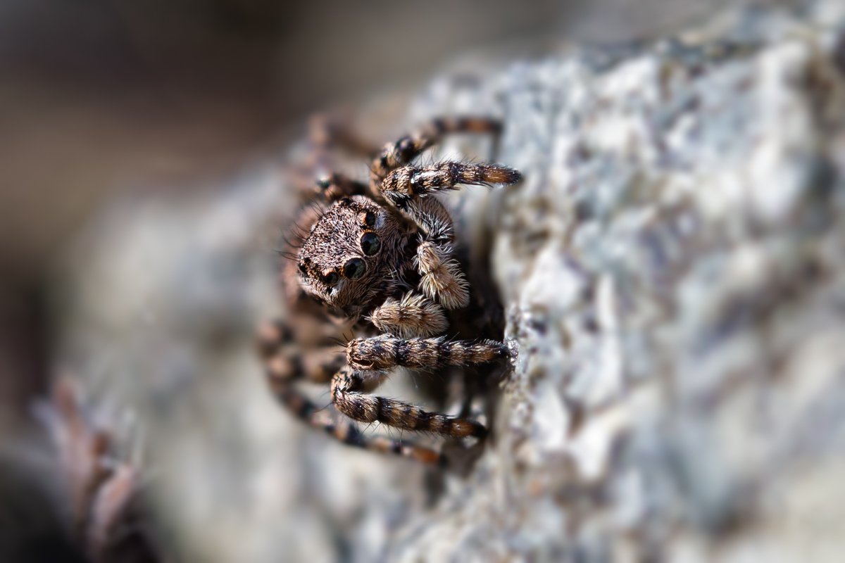 Aelurillus v-insignitus-stack.jpg