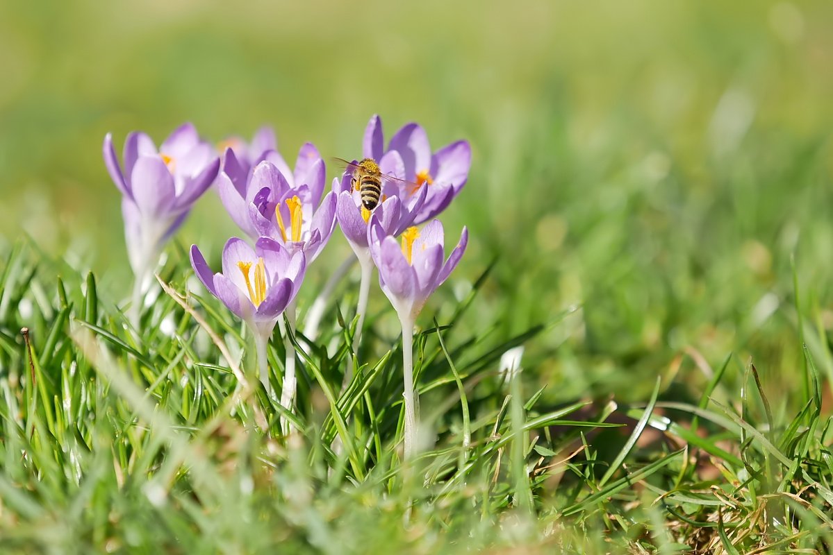 Frühlingserwachen.jpg