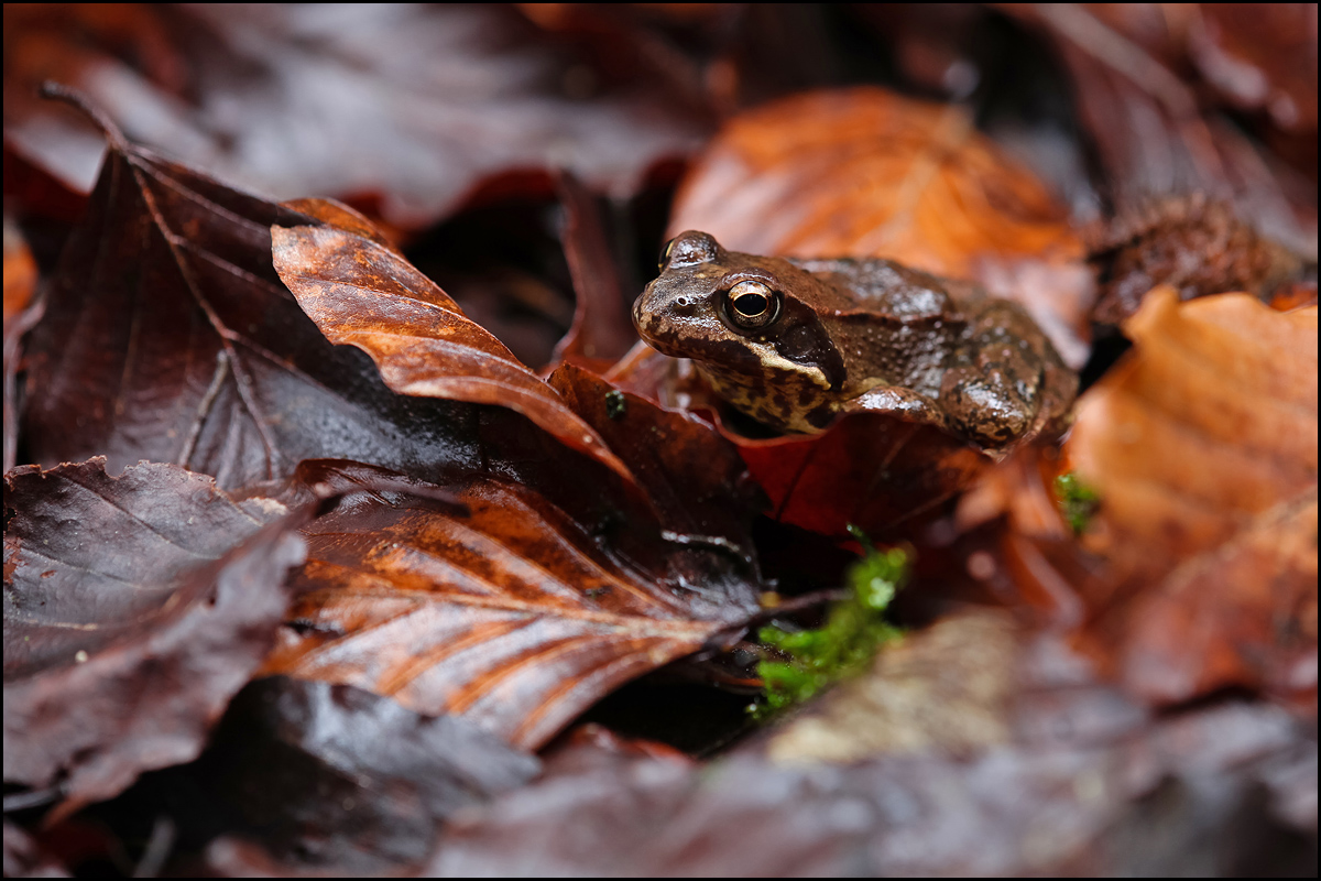 Rana temporaria 2 1200.jpg