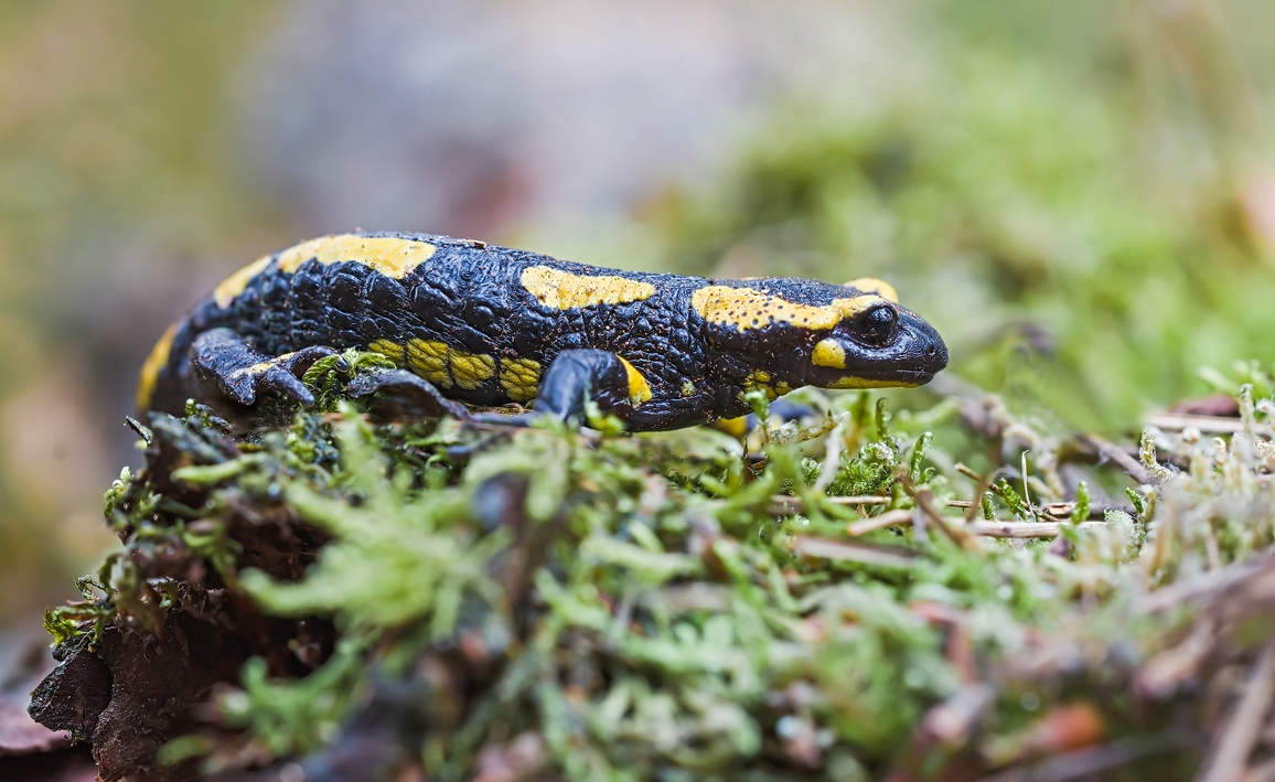 comp_ks30. März 20171035-2.jpg