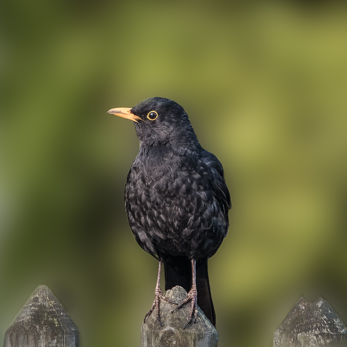 Amsel_D759103.jpg