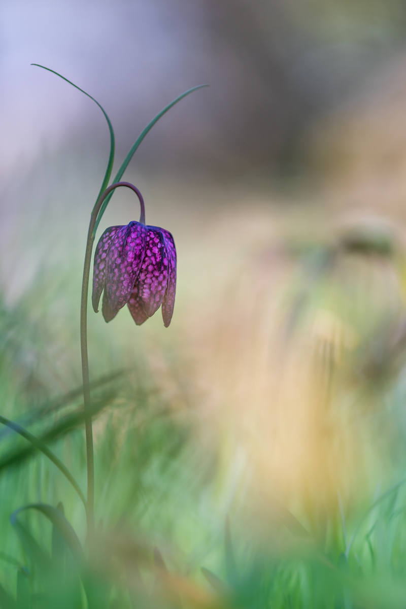 Schachbrettblume  (1 von 1).jpg