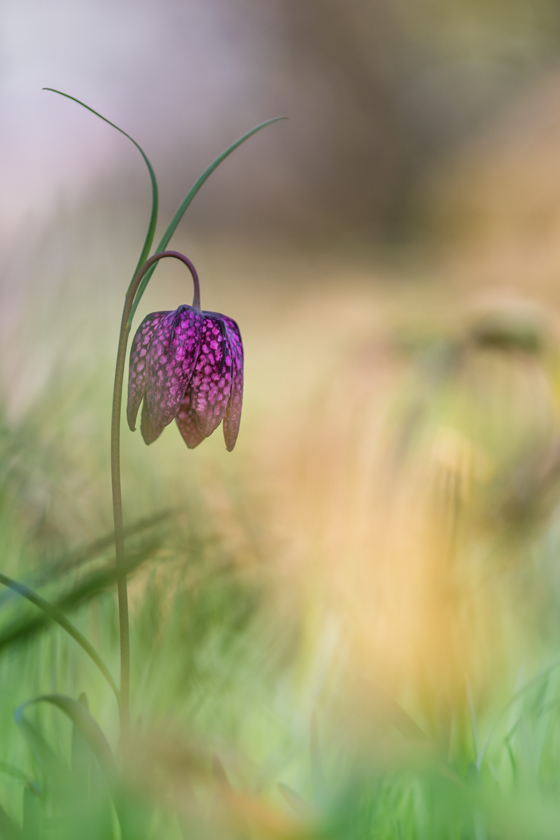 Schachbrettblume blau reduziert (1 von 1).jpg