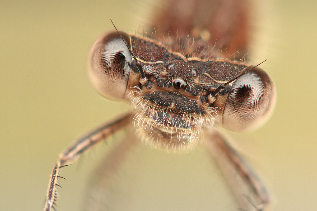 Sympecma fusca_frontal_portrait_stack_IMG_2686_1200.jpg