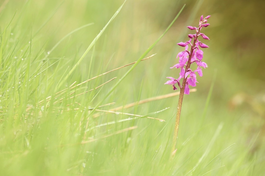 Orchis mascula.JPG