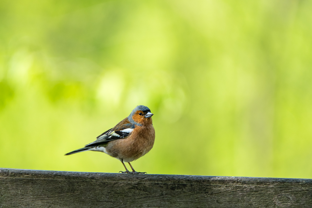 Buchfink (1 von 1).jpg