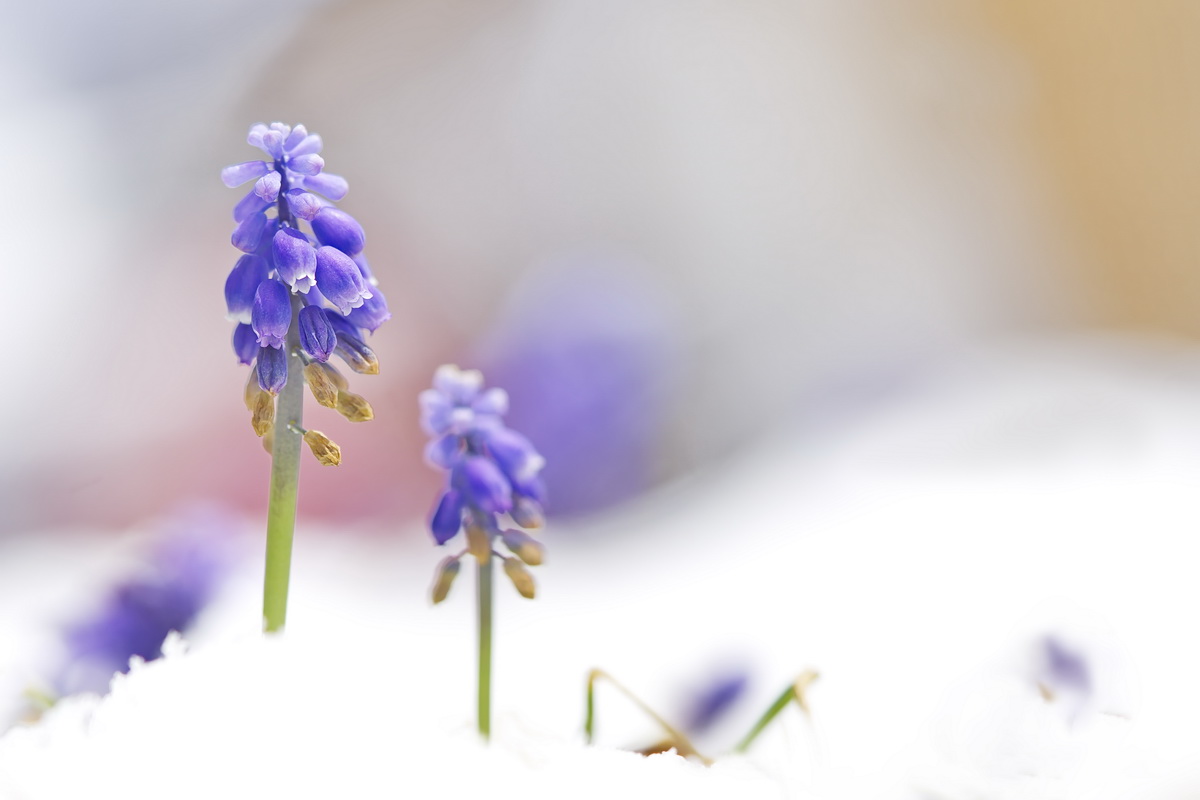 DSC09630 Schneeblumen... kl.jpg