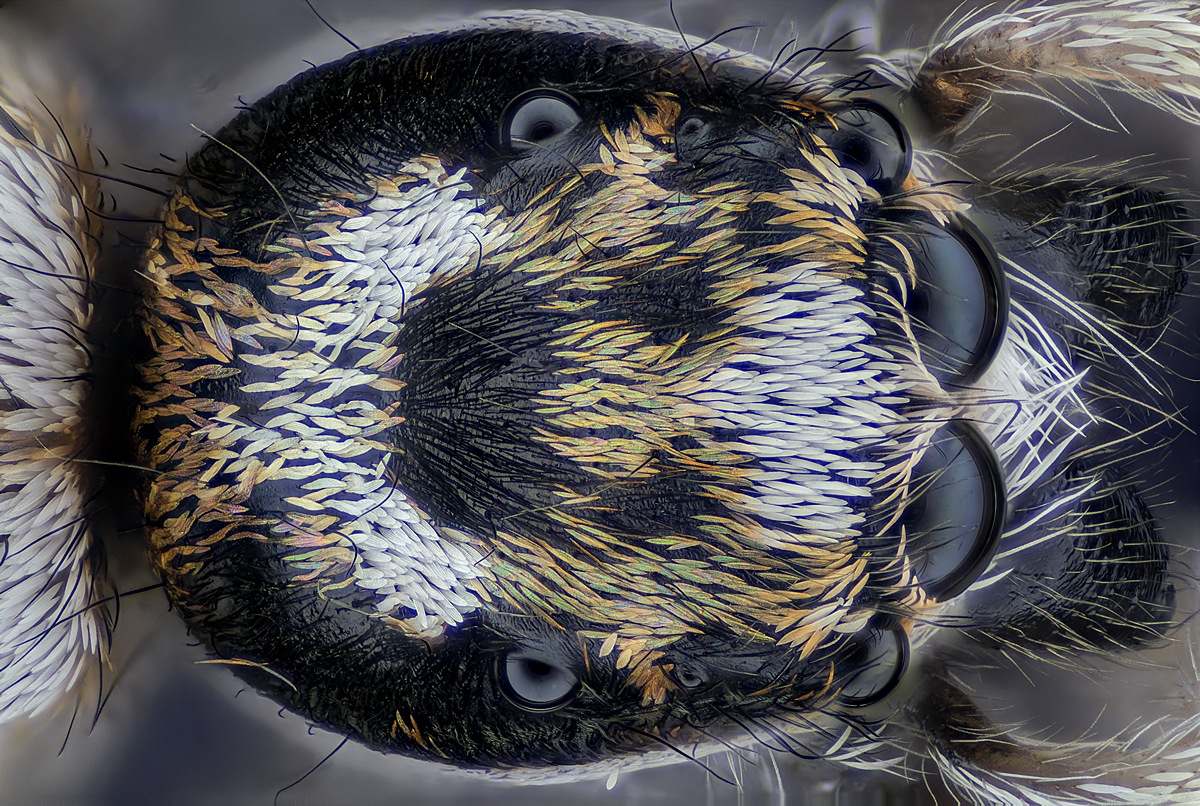 Spinne 778 st 0,002 bl Nikon 10-2_filtered.jpg