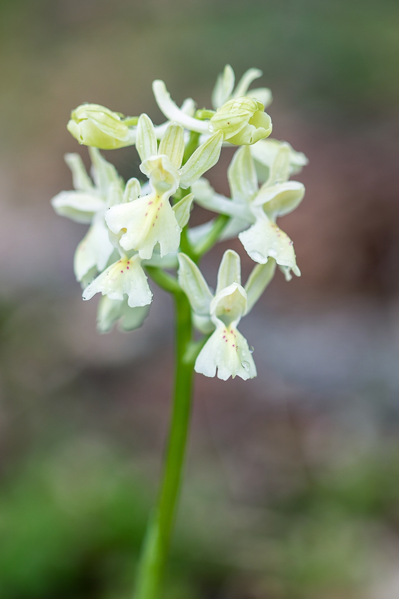 Orchis provincialis; Orchidaceae (1).jpg