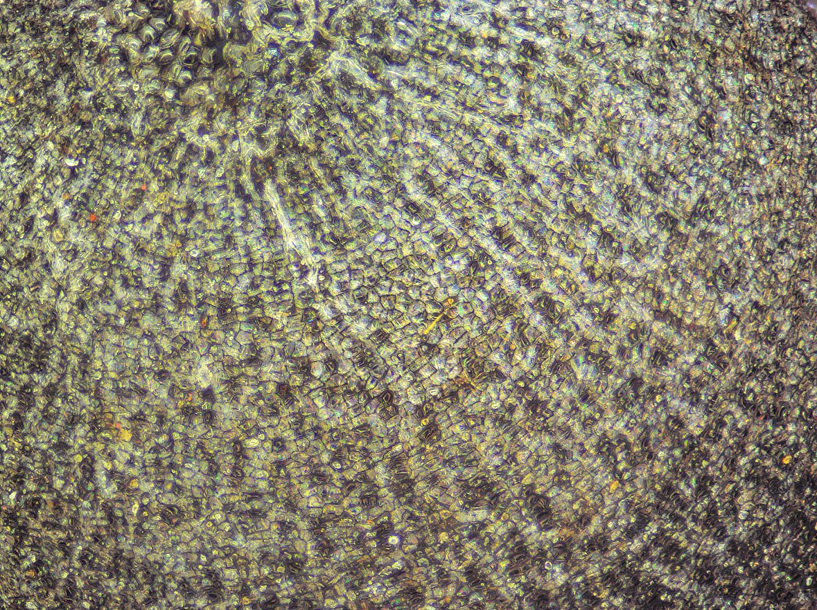 2017-05-11-14.56.34 ZS DMap.jpg