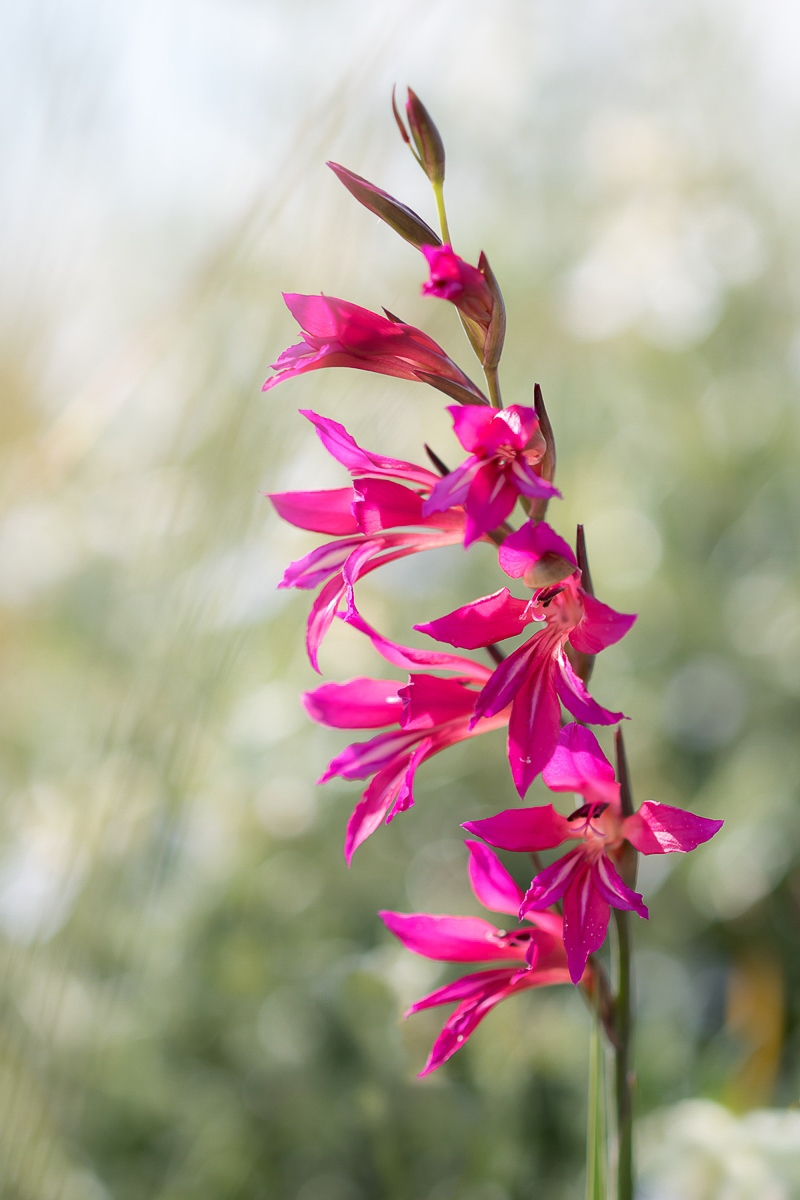 Gladiolus illyricus; Iridaceae (2).jpg