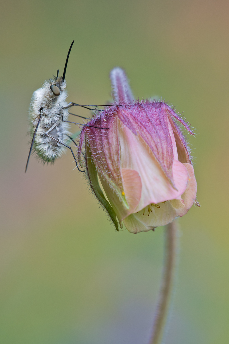 Bombyliidae_kompr.jpg