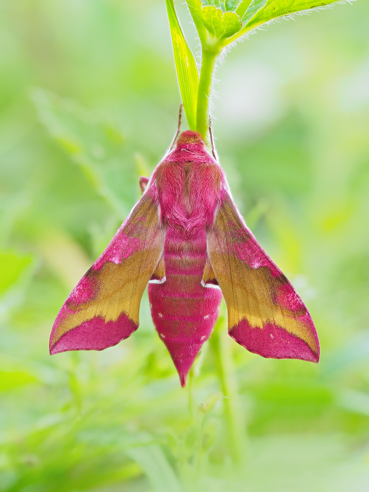 Deilephila-porcellus-OOG29102---Kopie.jpg