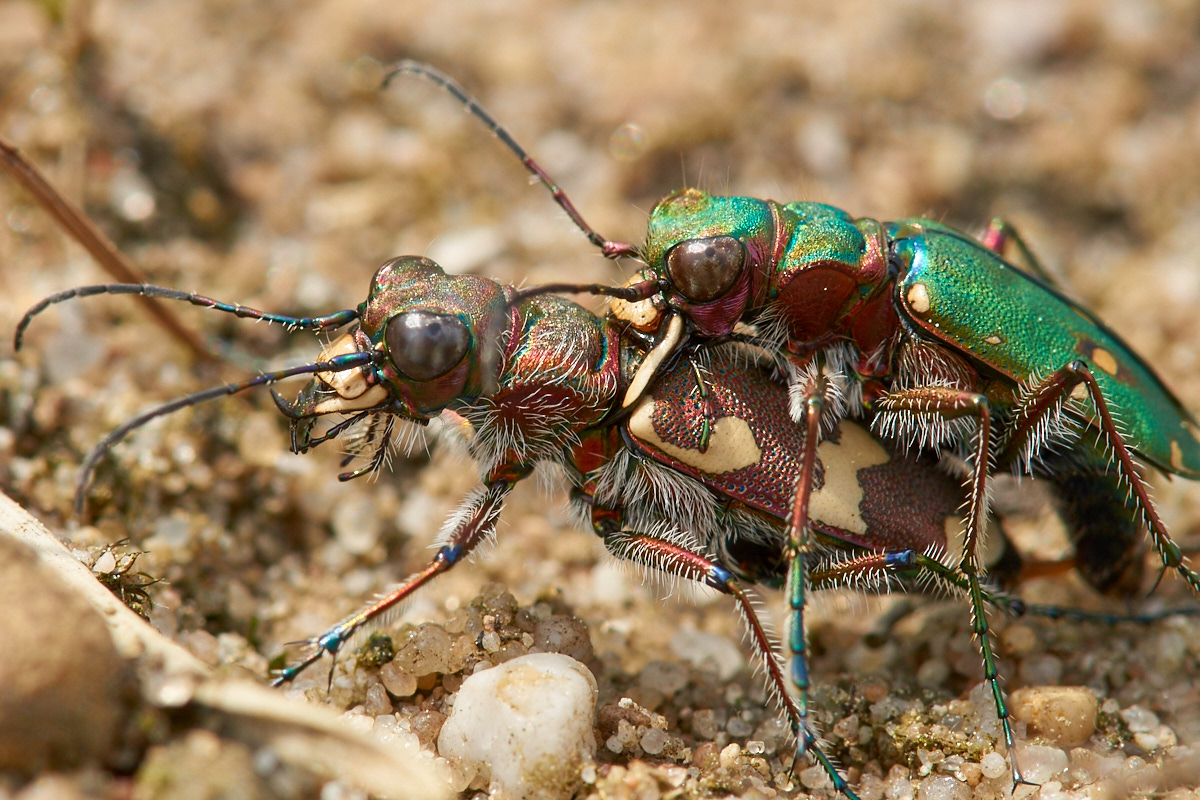 Cicindela campestris Cicindela hybrida  075708_1200_2.jpg