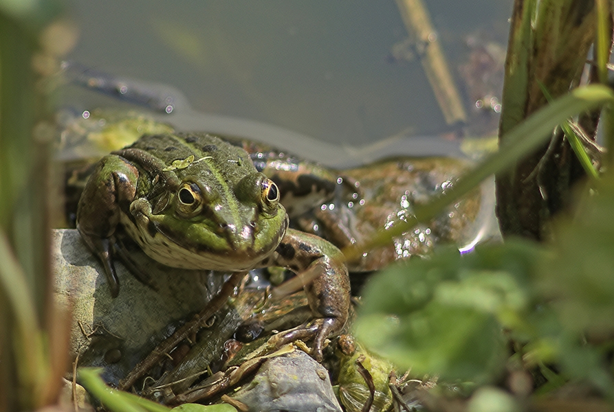 frosch.jpg