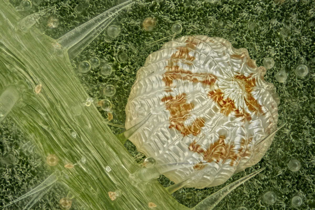 04140_D500_Nikon10_10zu1_Polyommatus_eumedon_ei_0002.JPG