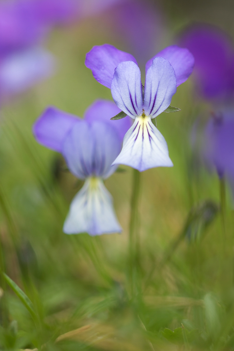 Viola aetnensis; Violaceae (2).jpg