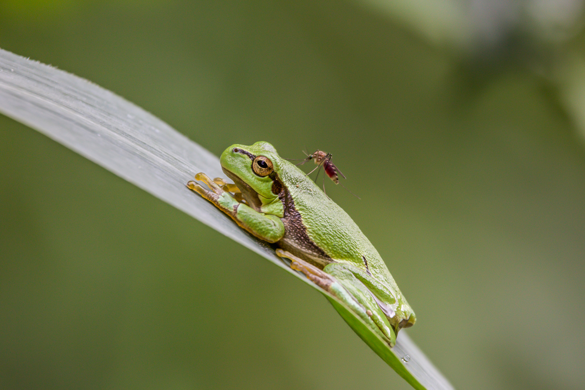 IMG_DM37261_ISO 800-400mm-ST 170525-1 (1 von 1).JPG