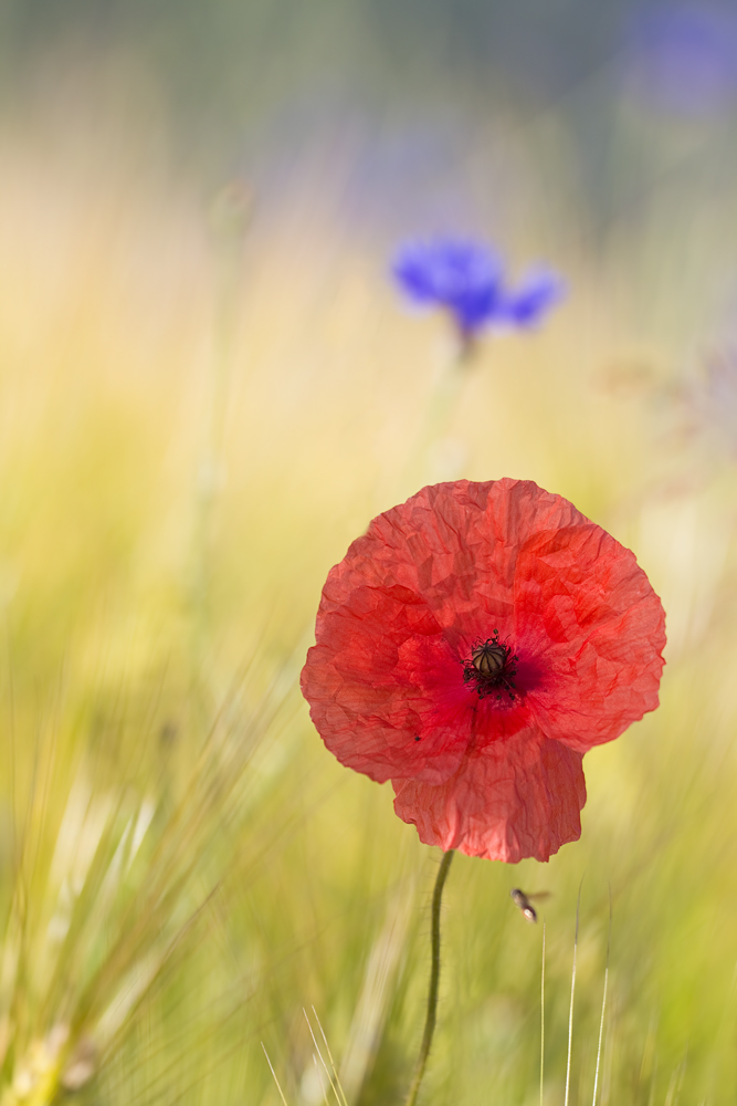 IMG_2442_3.5_1.800_200_Mohn_NS.1.jpg