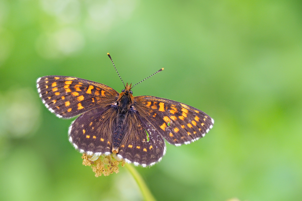 Melitaea-diamina-OOG30184---Kopie.jpg