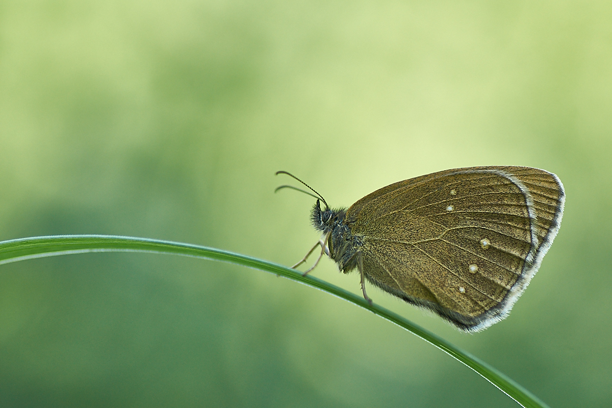 schmetterling2-3.jpg