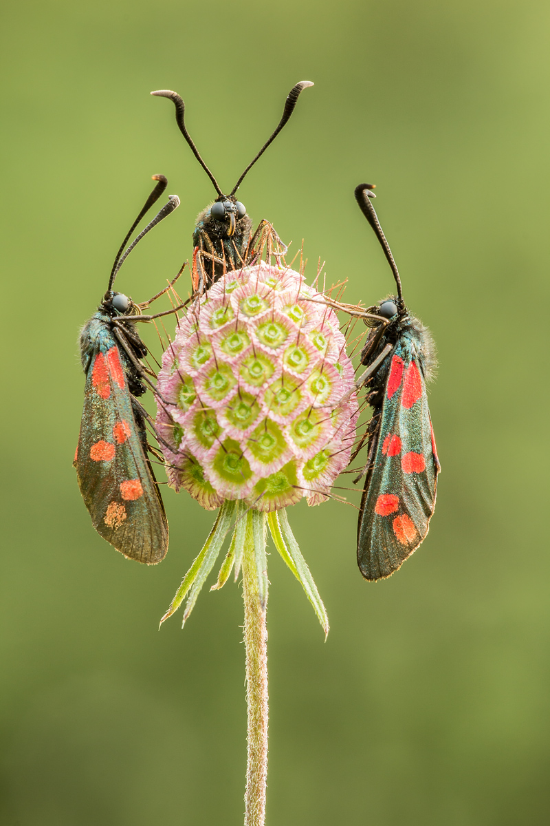 Drei Widderchen_bearbeitet-2.jpg