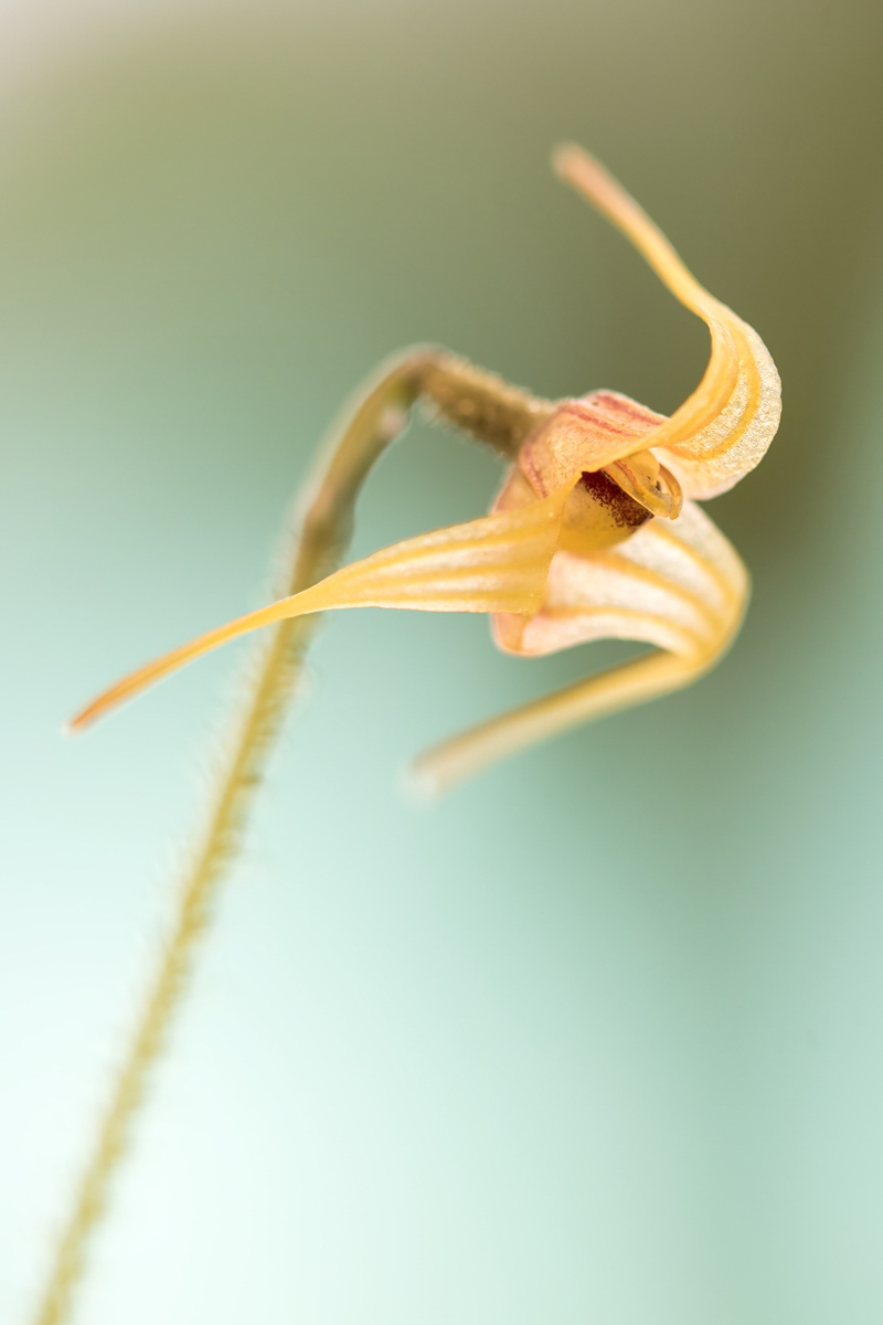 Porroglossum muscosum; Orchidaceae (1).jpg