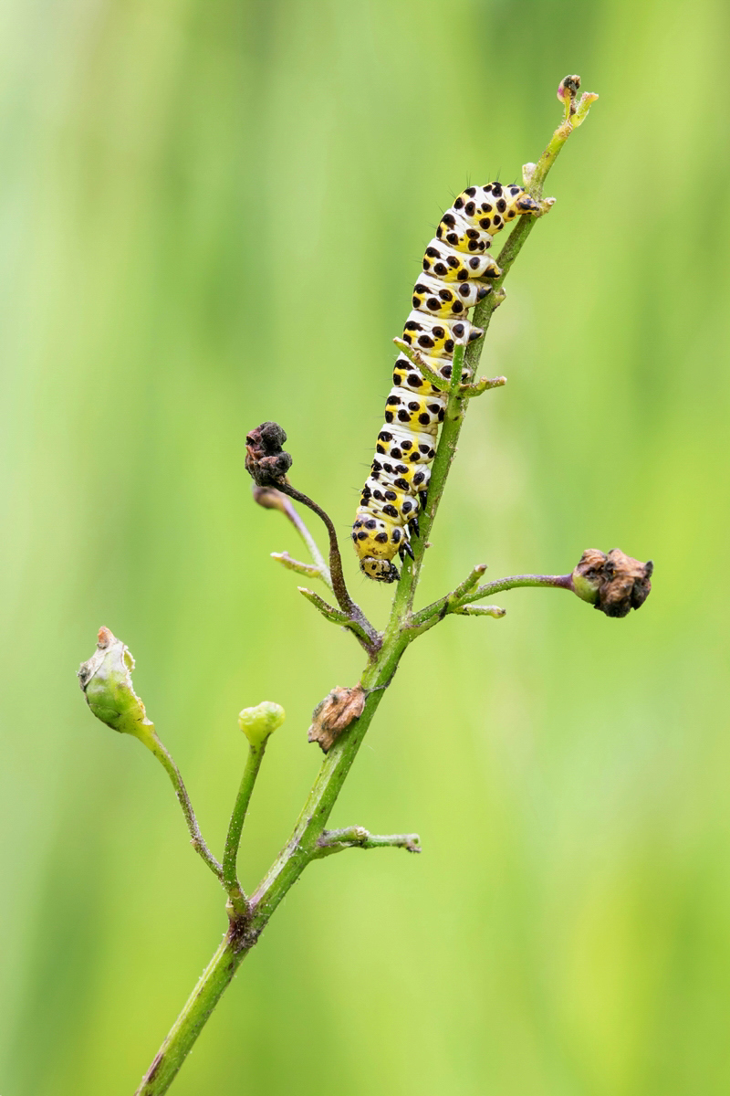 Shargacucullia scrophulariae cf. ; Braunwurz-Mönch Insekt (1).jpg