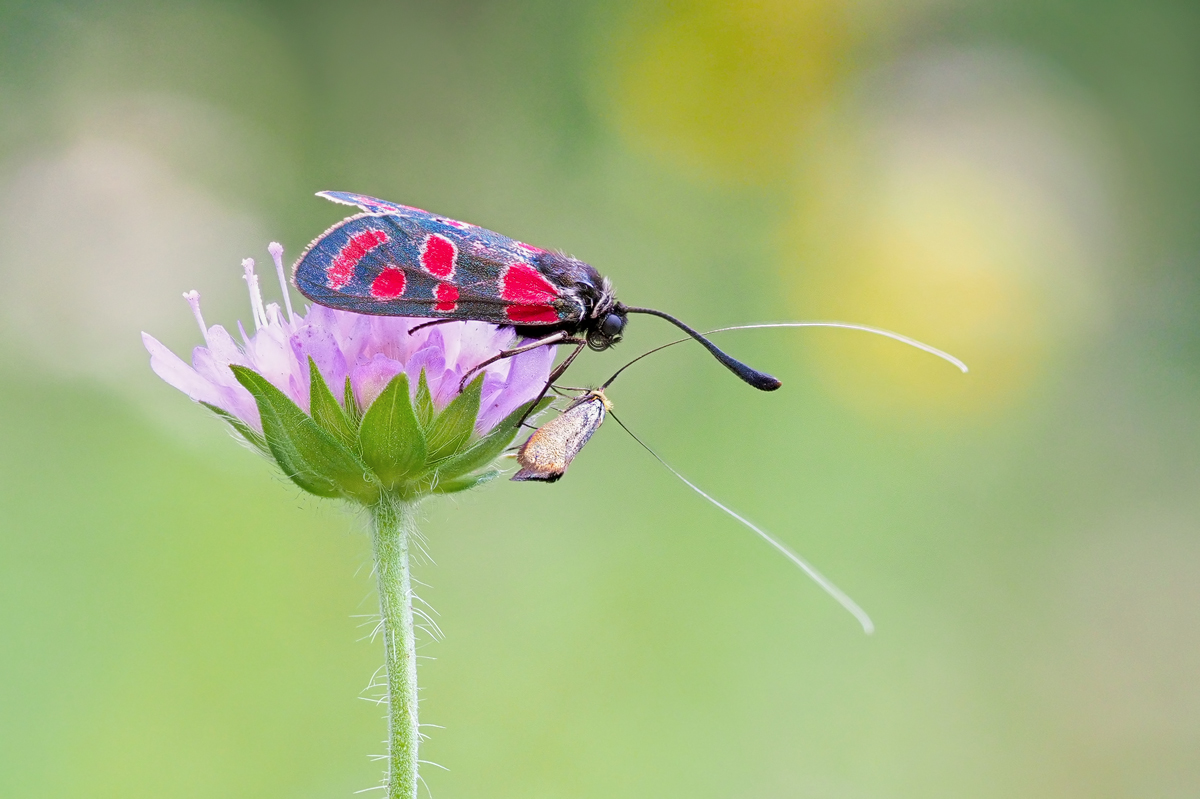 Zygaena-carniolica-OOG95304---Kopie.jpg