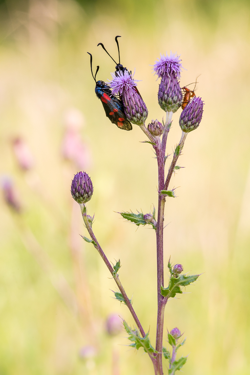 Frühlingsgefühle im Sommer (1 von 1).jpg